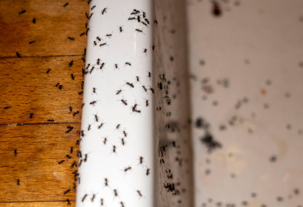 Best Pest Control Near Me in Aptos Hills Larkin Valley, CA