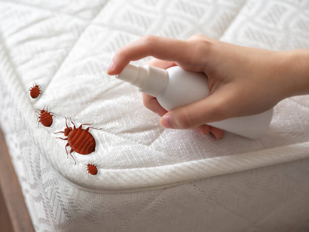 Best Spider Control Near Me  in Aptos Hills Larkin Valley, CA